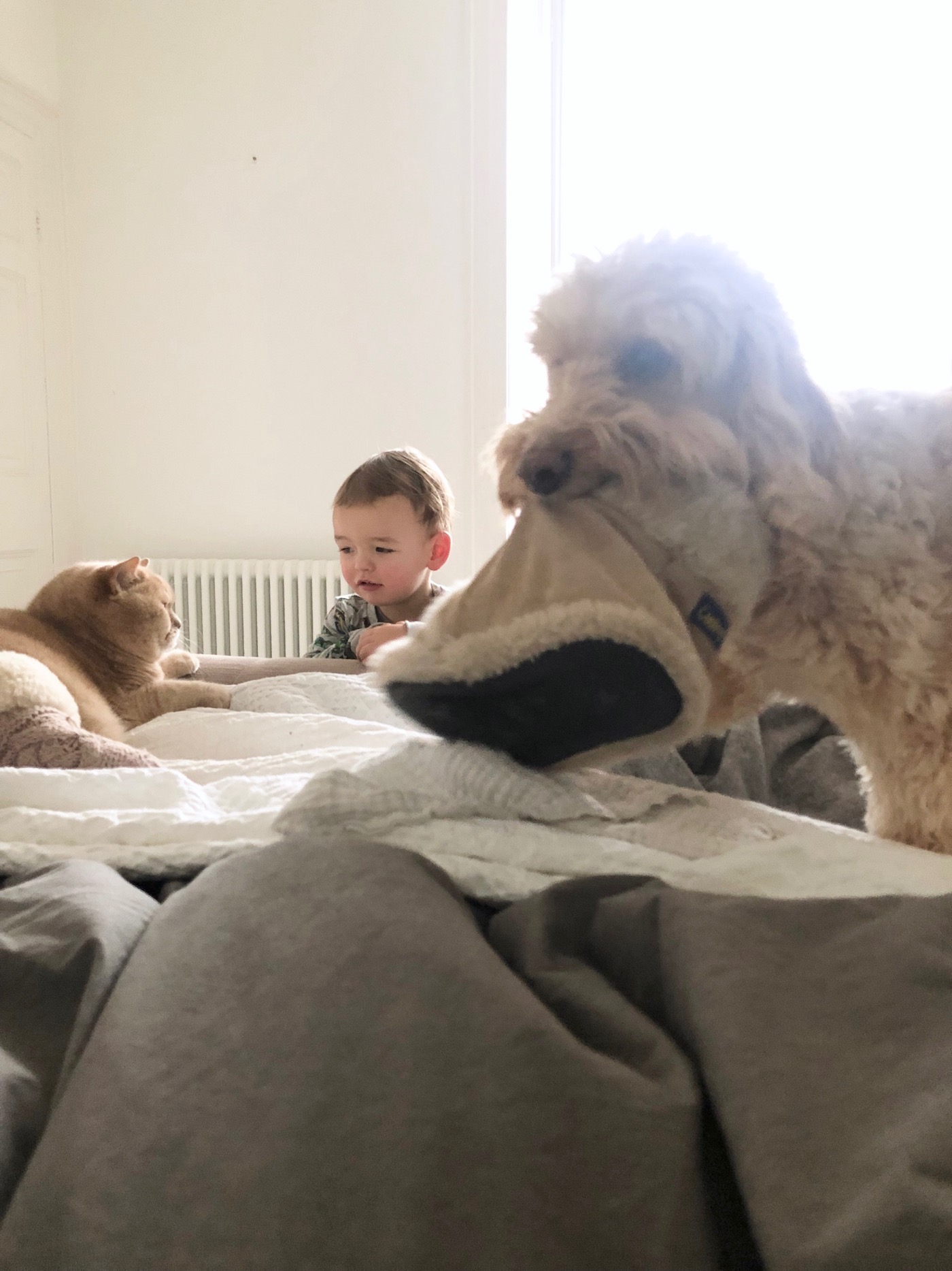 pets on bed
