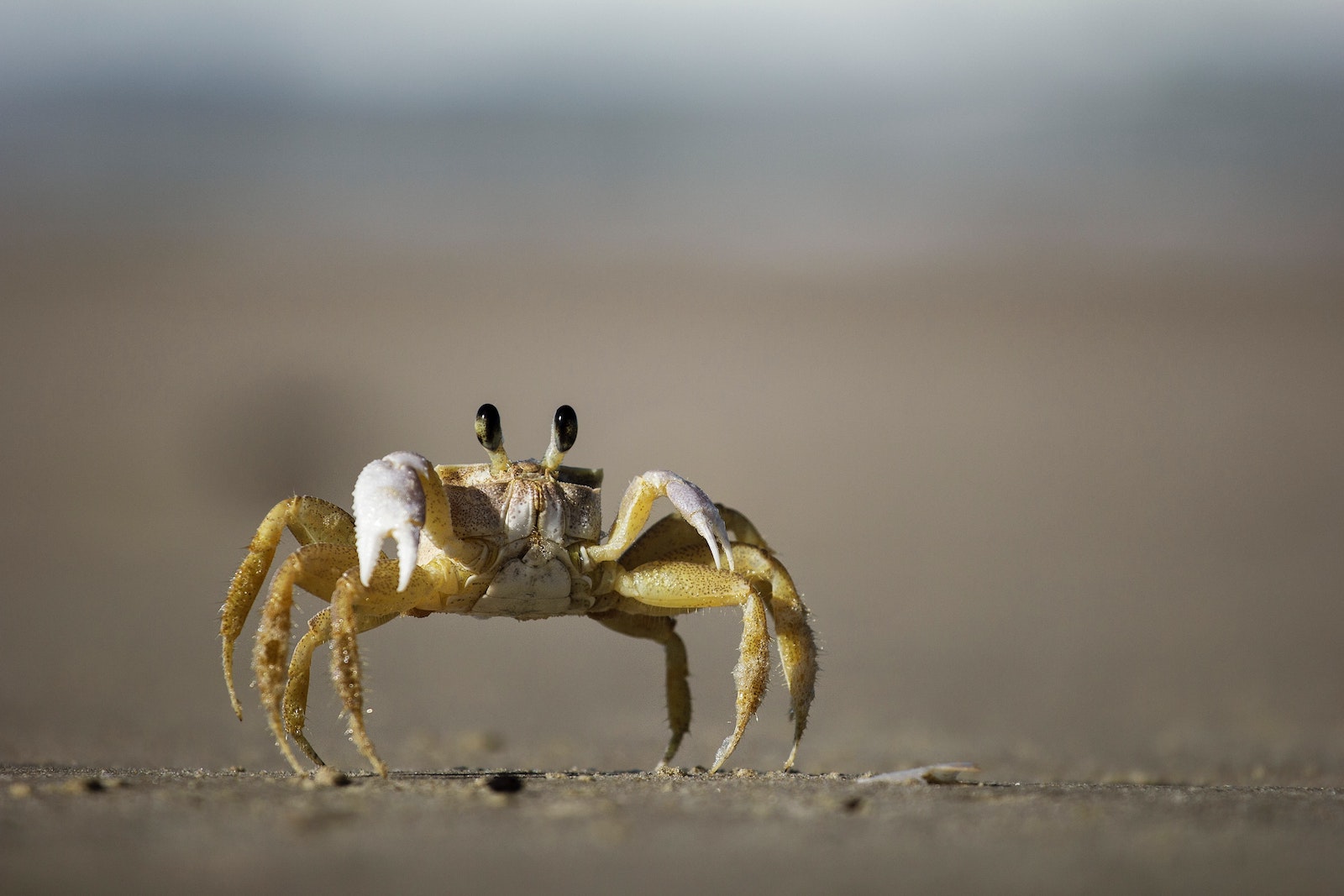 Bandit Crab: How (Not) To Social Distance