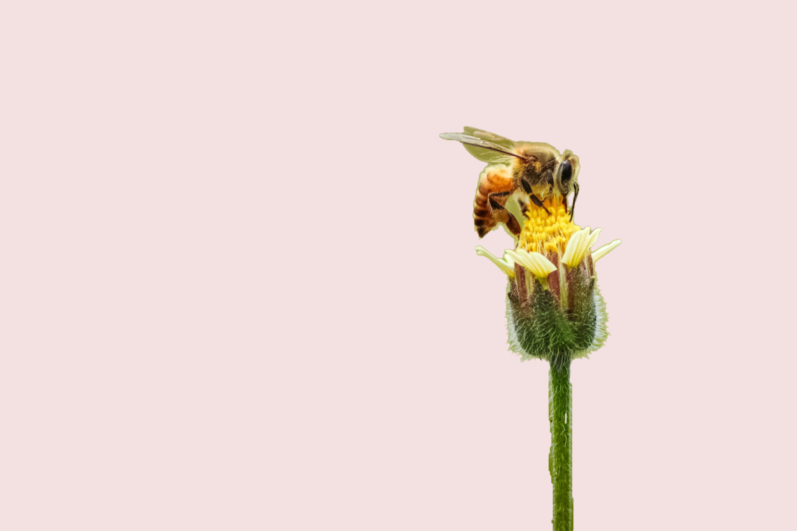 How (Not) To Be A Bee